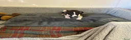 Whippet dogs for sale: Whippet in Doncaster - Advert 13