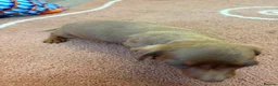 Dachshund dogs for sale: Beautiful puos - Advert 6
