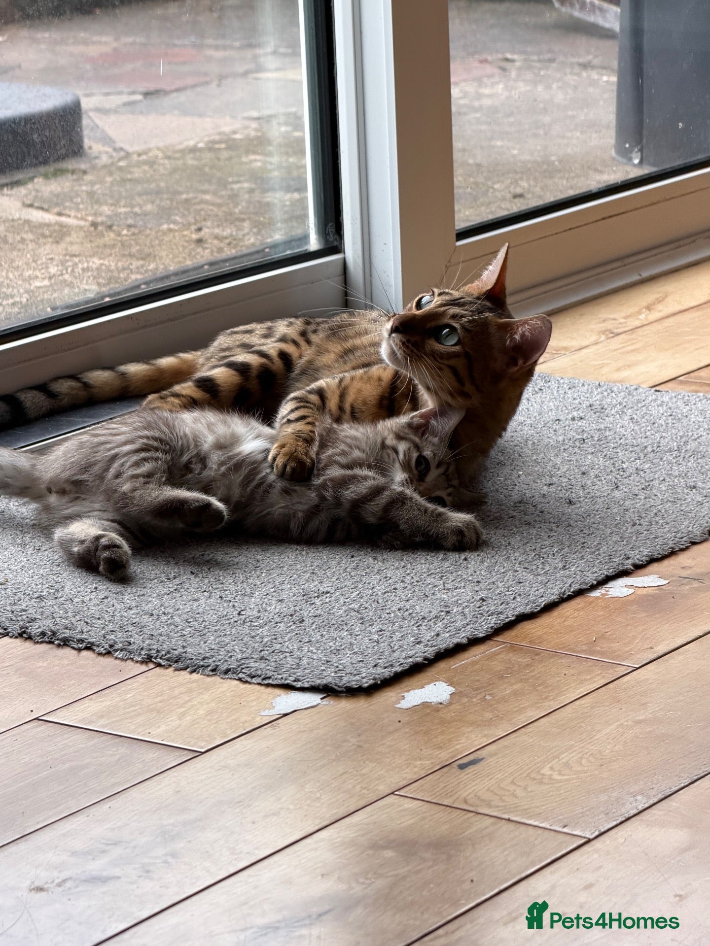 Bengal cats Beautiful Bengal x kittens  - Advert 16