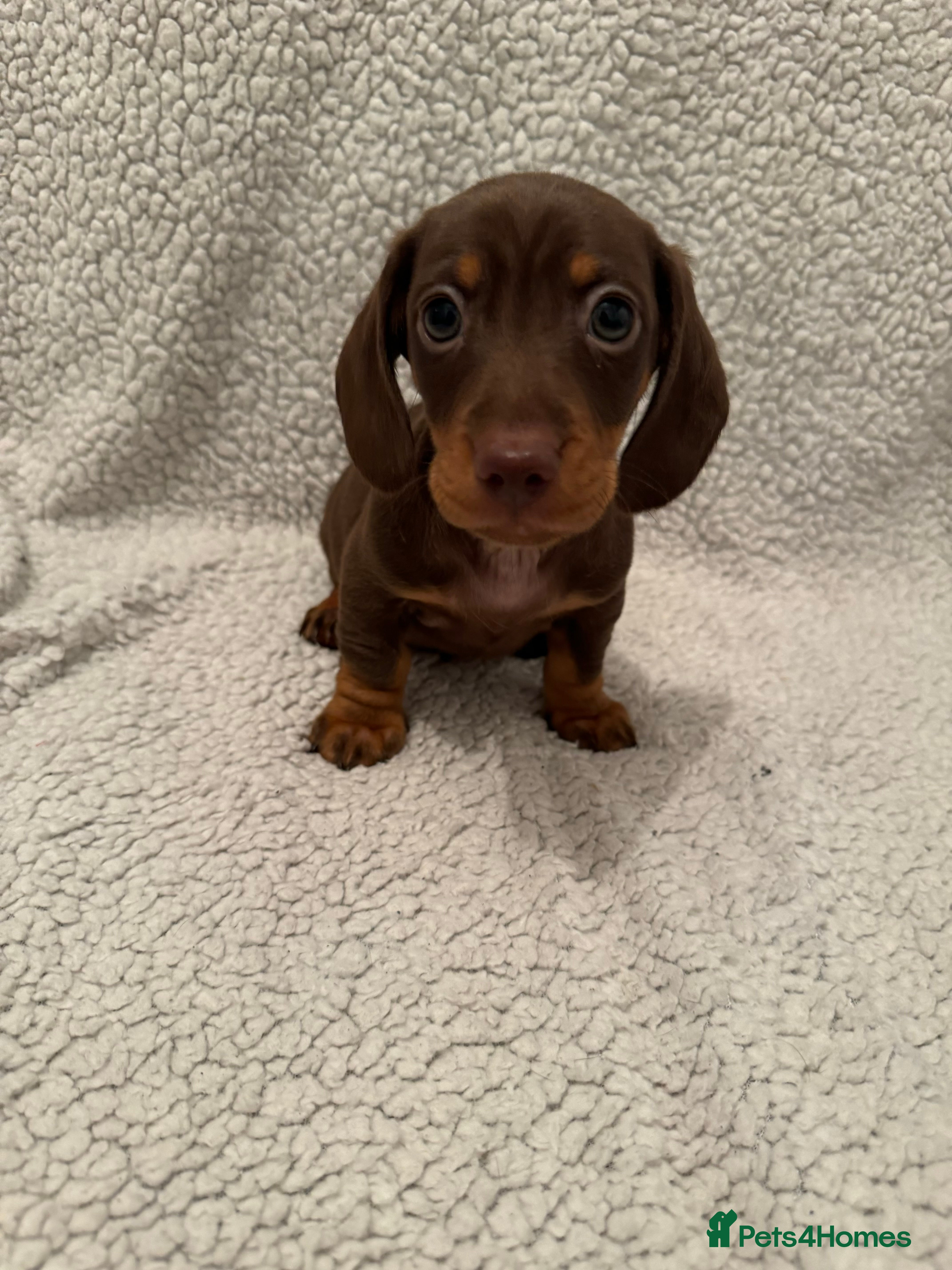 Miniature Dachshund dogs Miniature dachshund READY NOW - Advert 2