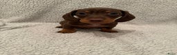 Miniature Dachshund dogs for sale: Miniature dachshund READY NOW - Advert 1