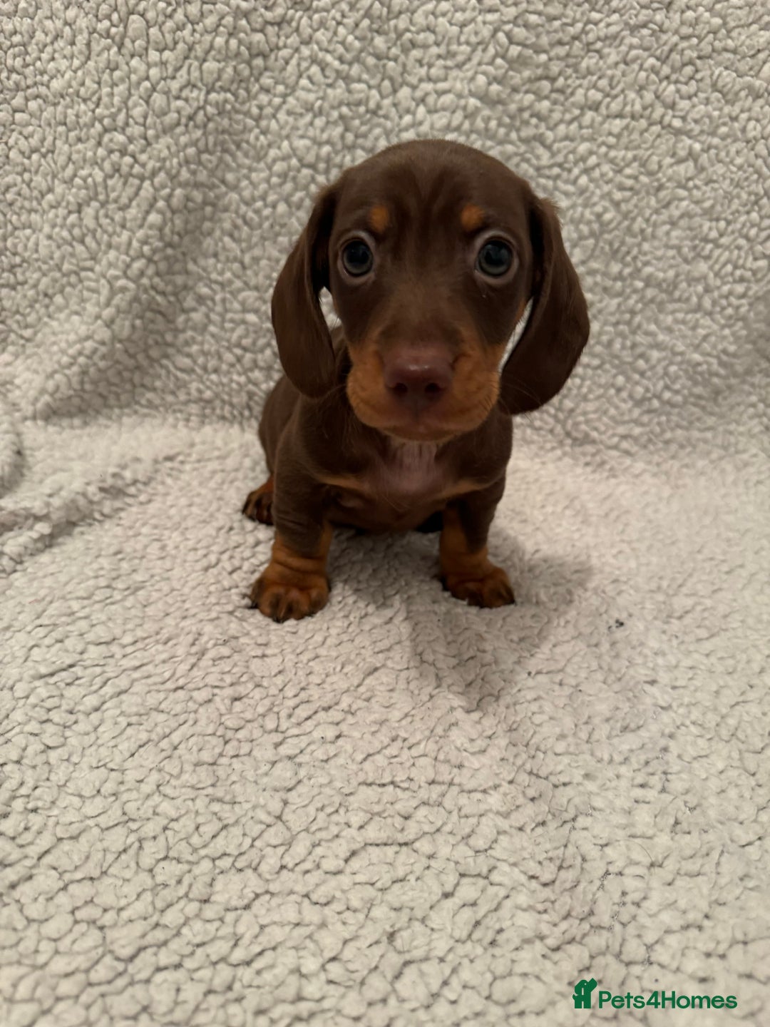 Miniature Dachshund dogs for sale: Miniature dachshund READY NOW - Advert 1