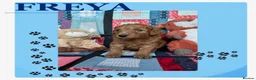Australian Labradoodle dogs for sale: Australian Labradoodle puppies - Advert 31