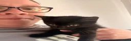 Domestic Shorthair cats for sale: 2 Female kittens for sale in ELY - Advert 4