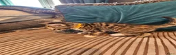 Bengal cats for sale: Begal cross kittens  - Advert 26