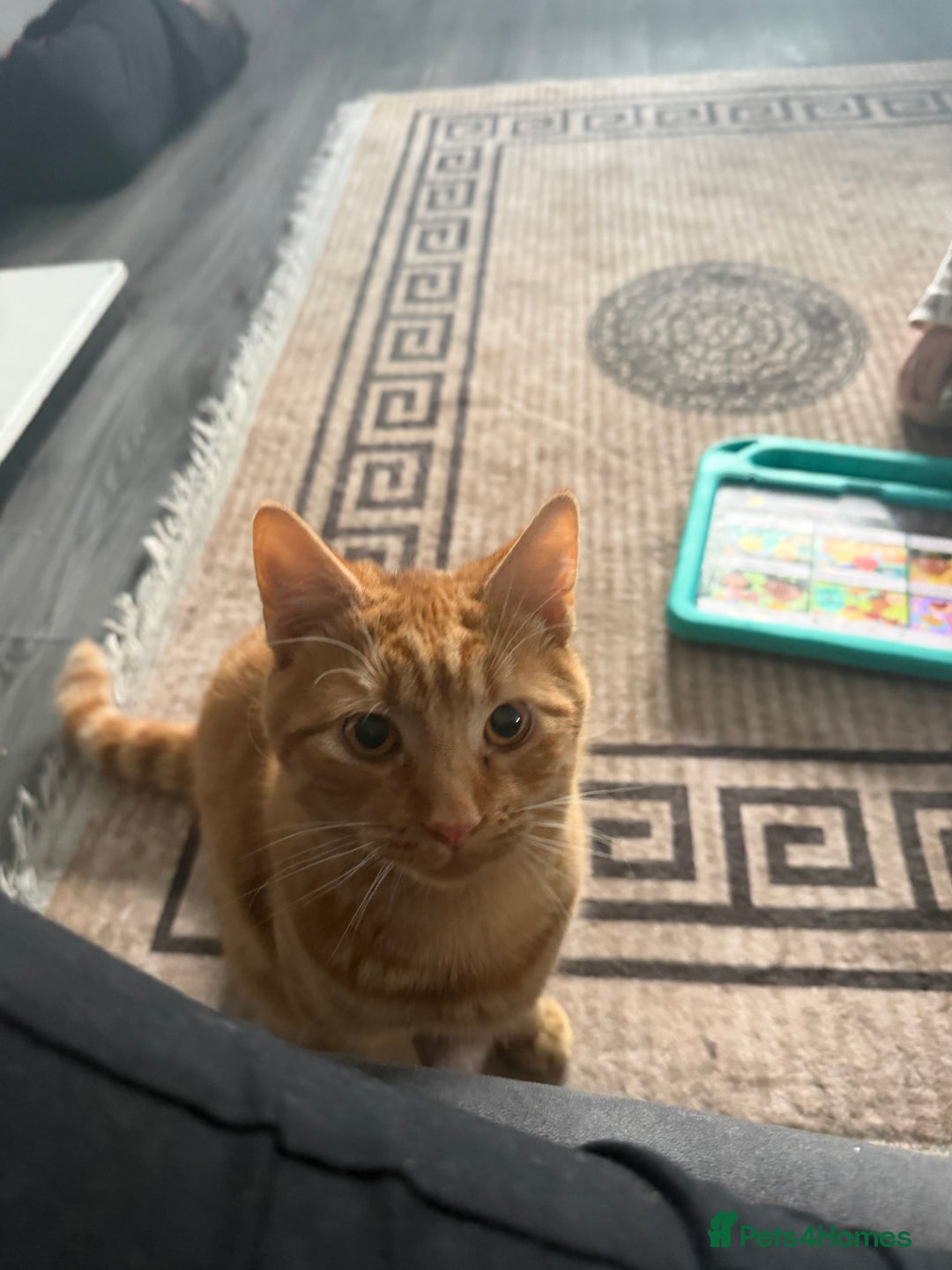 Mixed Breed cats for sale: Male cat for sale  - Advert 3