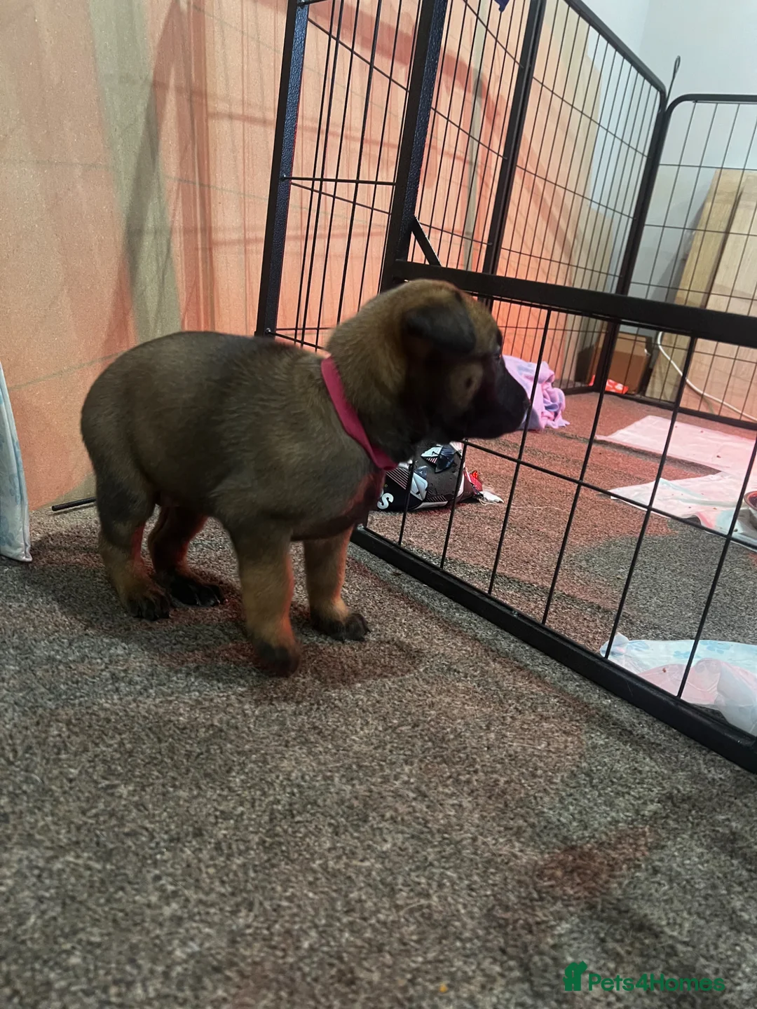 Belgian Shepherd Dog dogs for sale: Belgium Malinios Pups for sale  - Advert 16