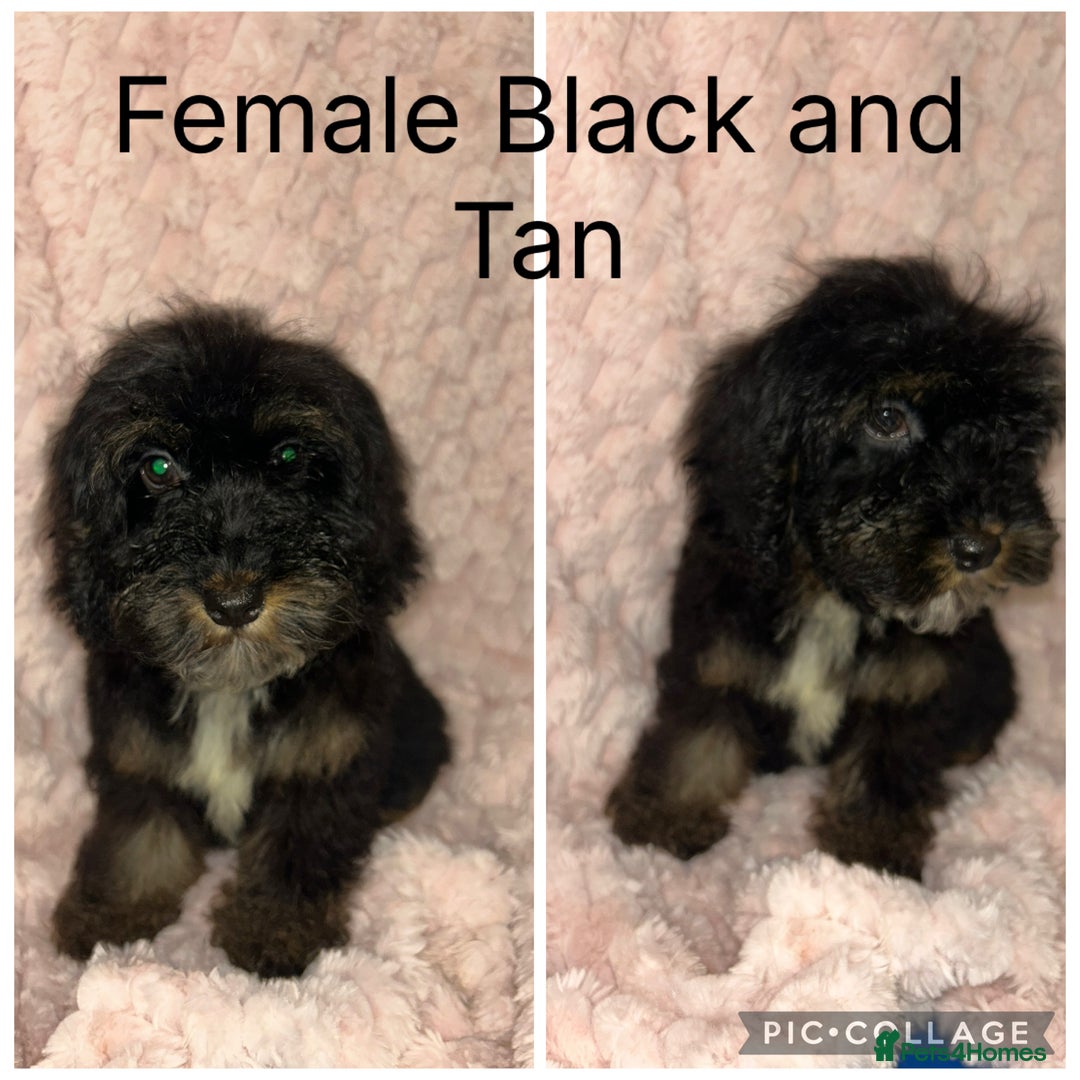 Cockapoo dogs for sale: F1 cockapoos - Image 6