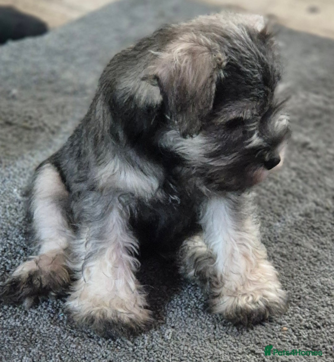 Miniature Schnauzer dogs for sale: All pups sold. Thank you - Advert 4