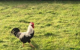 Chickens poultry for sale: Pure bred silver duck wing wellsummer - Image 5