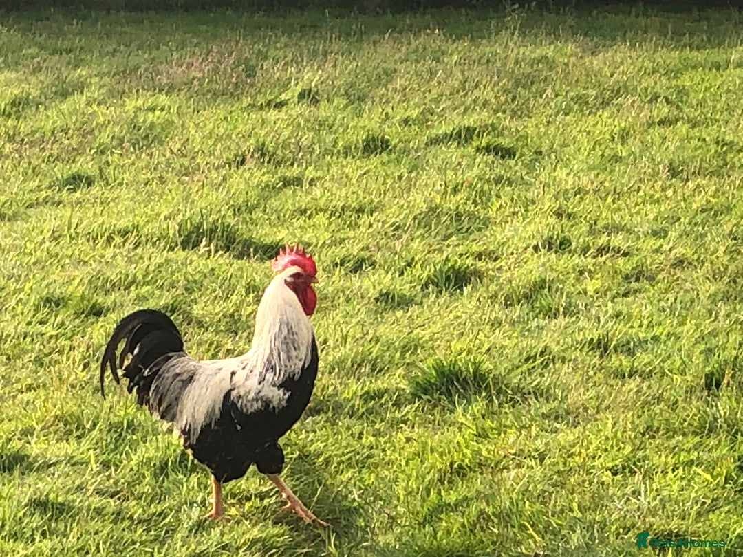 Chickens poultry for sale: Pure bred silver duck wing wellsummer - Image 5