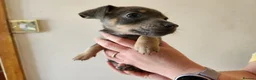 Jack Russell dogs for sale: Blue and sandy Jack Russell puppies - Advert 9