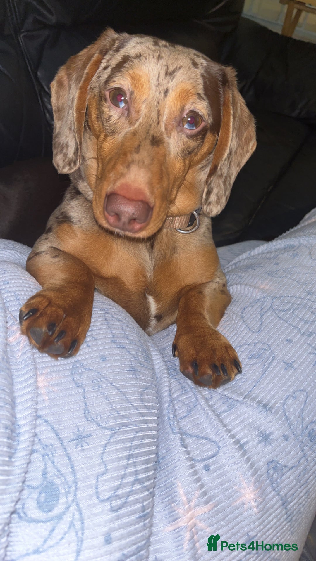 Miniature Dachshund dogs for sale: 1 year old male chocolate&tan dapple dachshund  - Image 3