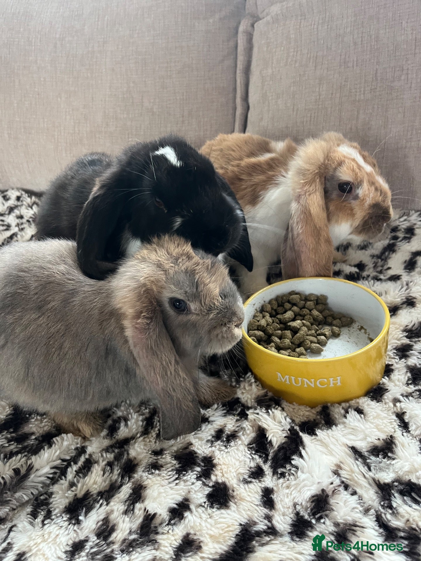French Lop rabbits French Lops  - Advert 2