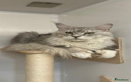 Maine Coon cats for stud:  ⭐️ SIR CLYDE ⭐️ STUD AVAILABLE ⭐️ POLYDACTYL ⭐️ - Image 2