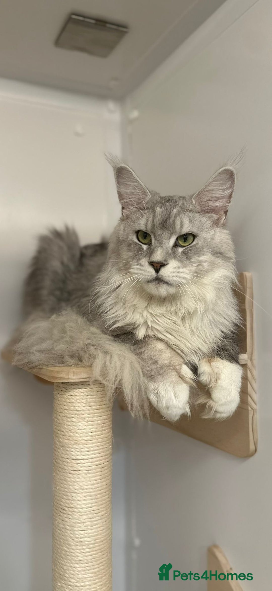 Maine Coon cats for stud:  ⭐️ SIR CLYDE ⭐️ STUD AVAILABLE ⭐️ POLYDACTYL ⭐️ - Image 2