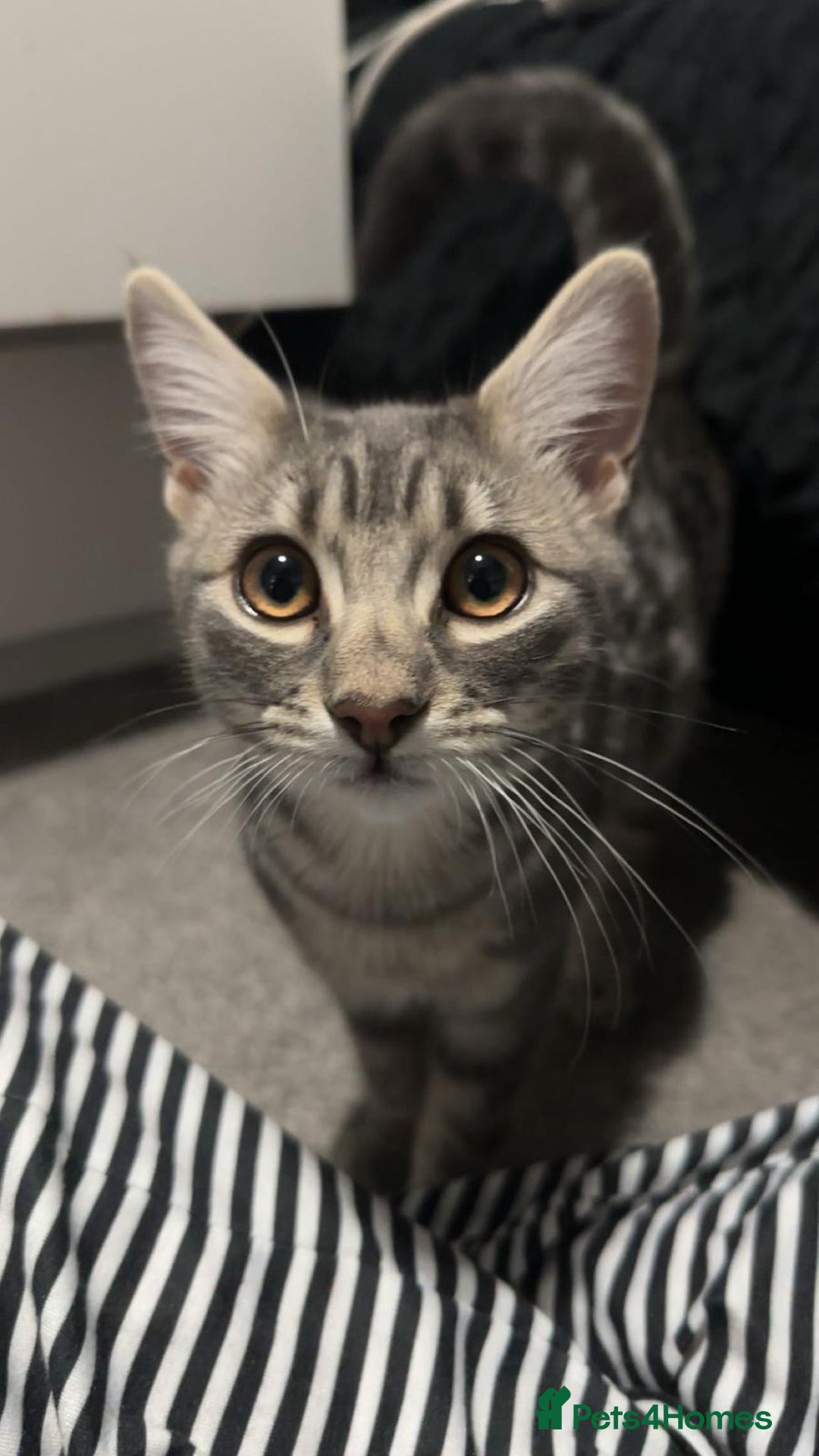 Mixed Breed cats for sale: Male cat free to good home - Advert 2