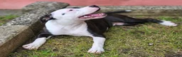 Staffordshire Bull Terrier dogs for sale: Luna  - Advert 14