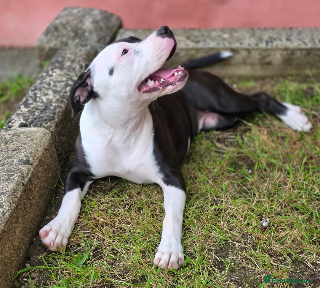 Staffordshire Bull Terrier dogs for sale: Luna  - Advert 14