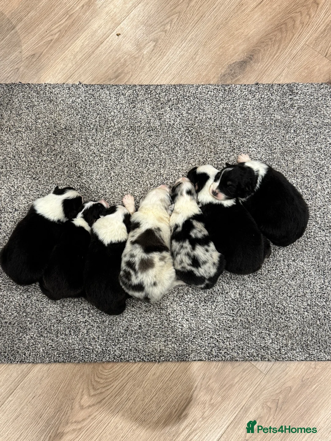 Australian Shepherd dogs for sale: 7 stunning Australian Shepards  - Advert 37