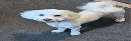 Bichon Frise dogs for sale: Lovely young bichon frise girl - Advert 1