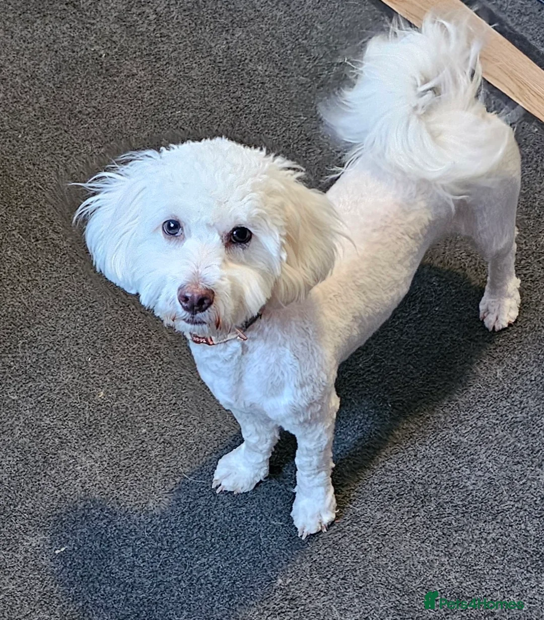 Bichon Frise dogs for sale: Lovely young bichon frise girl - Advert 1