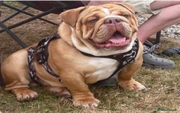 English Bulldog dogs for stud: REGGIE in Bilston - Image 3