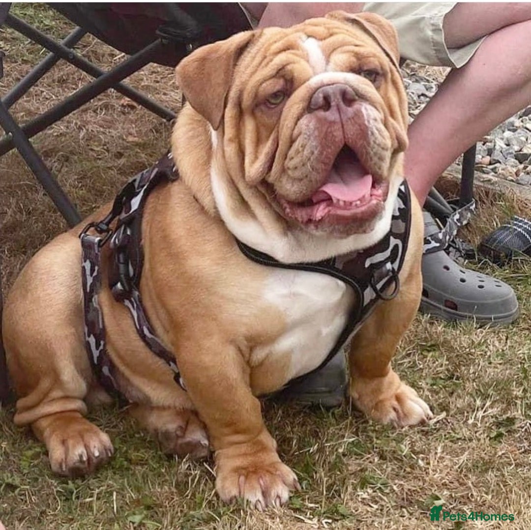 English Bulldog dogs for stud: REGGIE in Bilston - Image 3