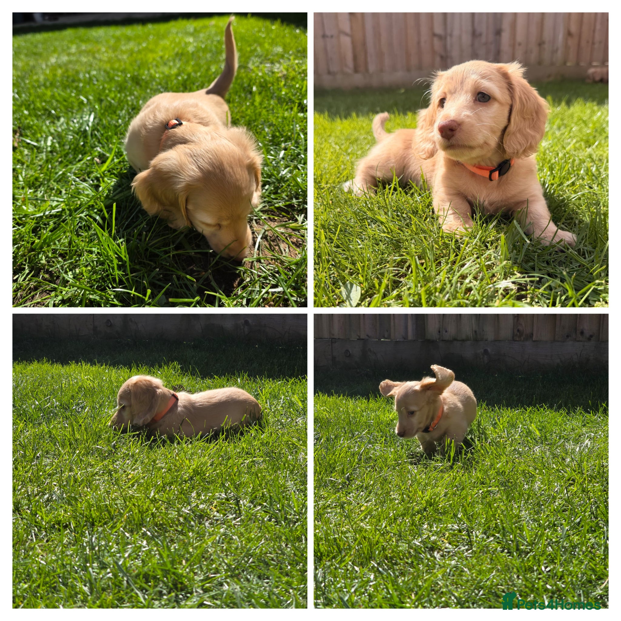 Miniature Dachshund dogs LAST ONE!! KC Cream Mini Long haired Dachshunds - Advert 1