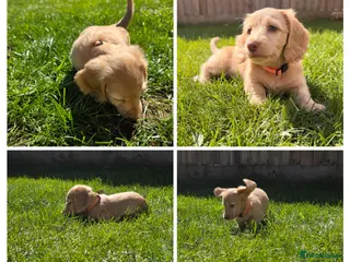 Miniature Dachshund dogs LAST ONE!! KC Cream Mini Long haired Dachshunds - Advert 1