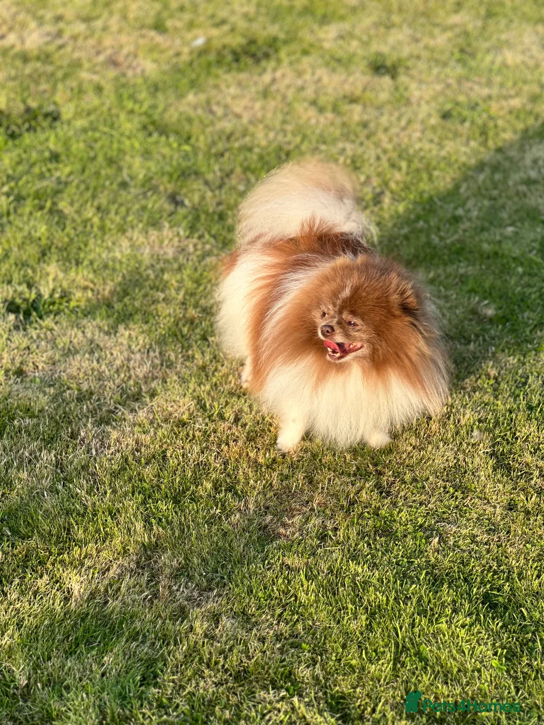 Pomeranian dogs for stud: Short and compact chocolate party colour boy in Lanark - Advert 18
