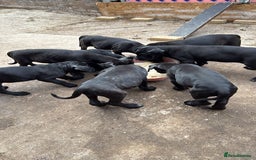 Cane Corso dogs for sale: Cane Corso puppies! Only two girls available!!! - Image 1