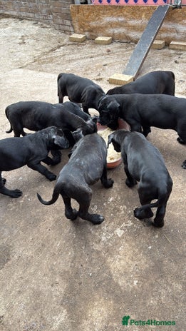 Cane Corso dogs - Advert 1