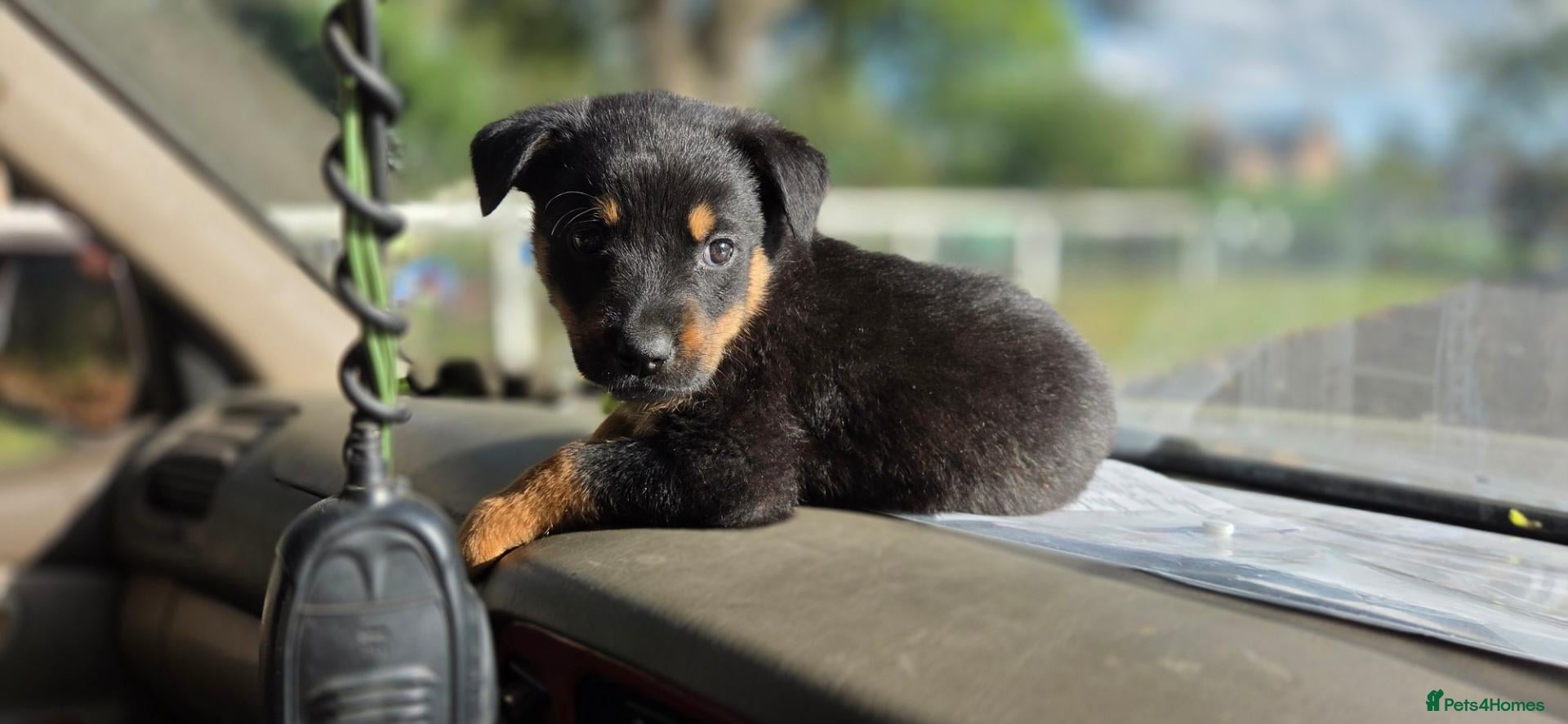 Mixed Breed dogs Rottweiler Puppies - Advert 16