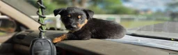 Mixed Breed dogs for sale: Beautiful F1B Rottweiler Puppies - Advert 8