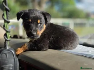 Mixed Breed dogs Rottweiler Puppies - Advert 16