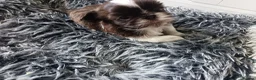 Shih Tzu dogs for sale: Two Beautiful Girls  - Advert 17
