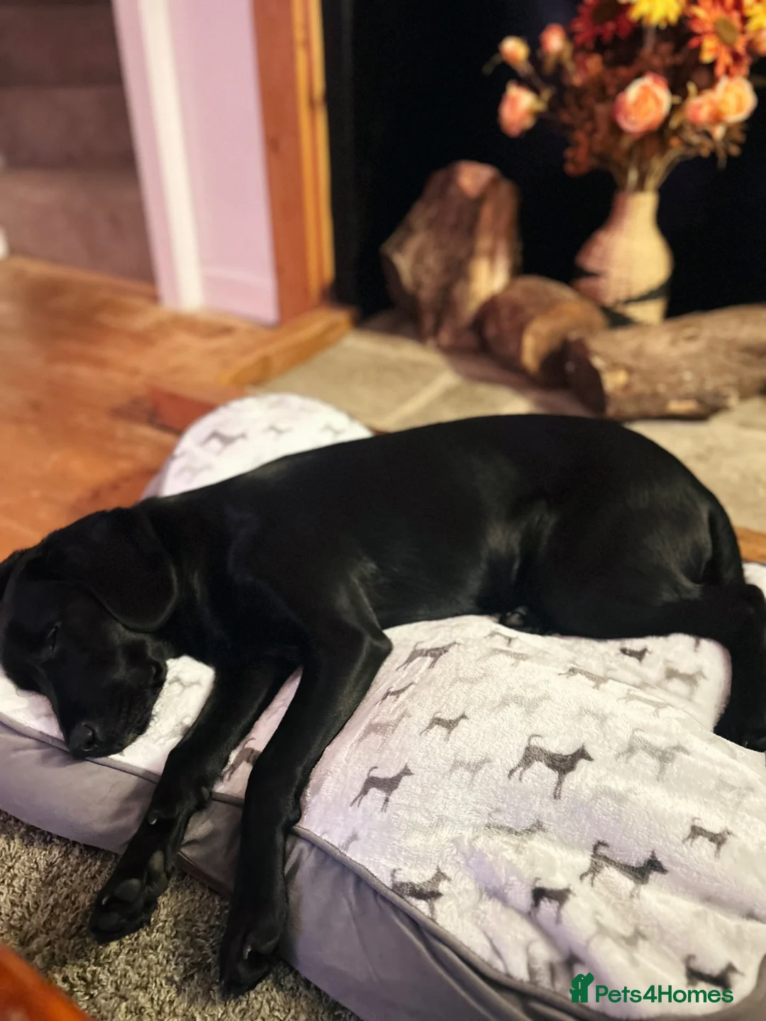 Springador dogs for sale: Female Spingador (Marlie) 10 months  - Advert 2