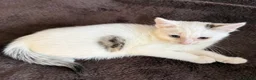 Mixed Breed cats for sale: Gorgeous White Kittens with Grey Markings Ready 🐾 - Advert 13