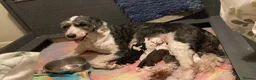 Sheepadoodle dogs for sale: F2 Sheepadoodle Standard  - Advert 4