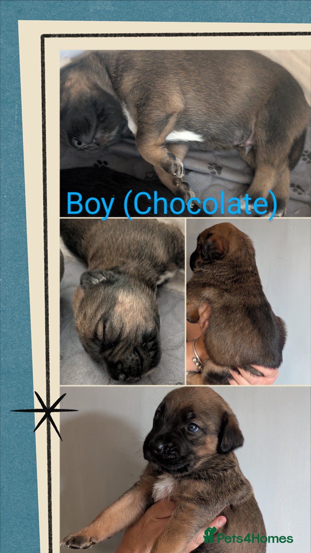 German Shepherd dogs for sale: German Shepherd Puppies - Image 3