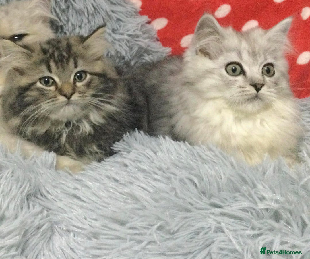 Persian cats for sale: Persian kittens - Advert 6