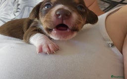 Mixed Breed dogs for sale: Last chocolate chiweenie girl - Image 8
