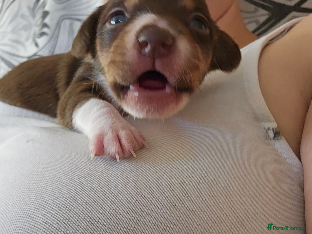 Mixed Breed dogs for sale: Last chocolate chiweenie girl - Image 8