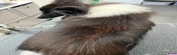 Shetland Sheepdog dogs for sale: Bi black shetland sheepdog  in Spalding - Advert 10
