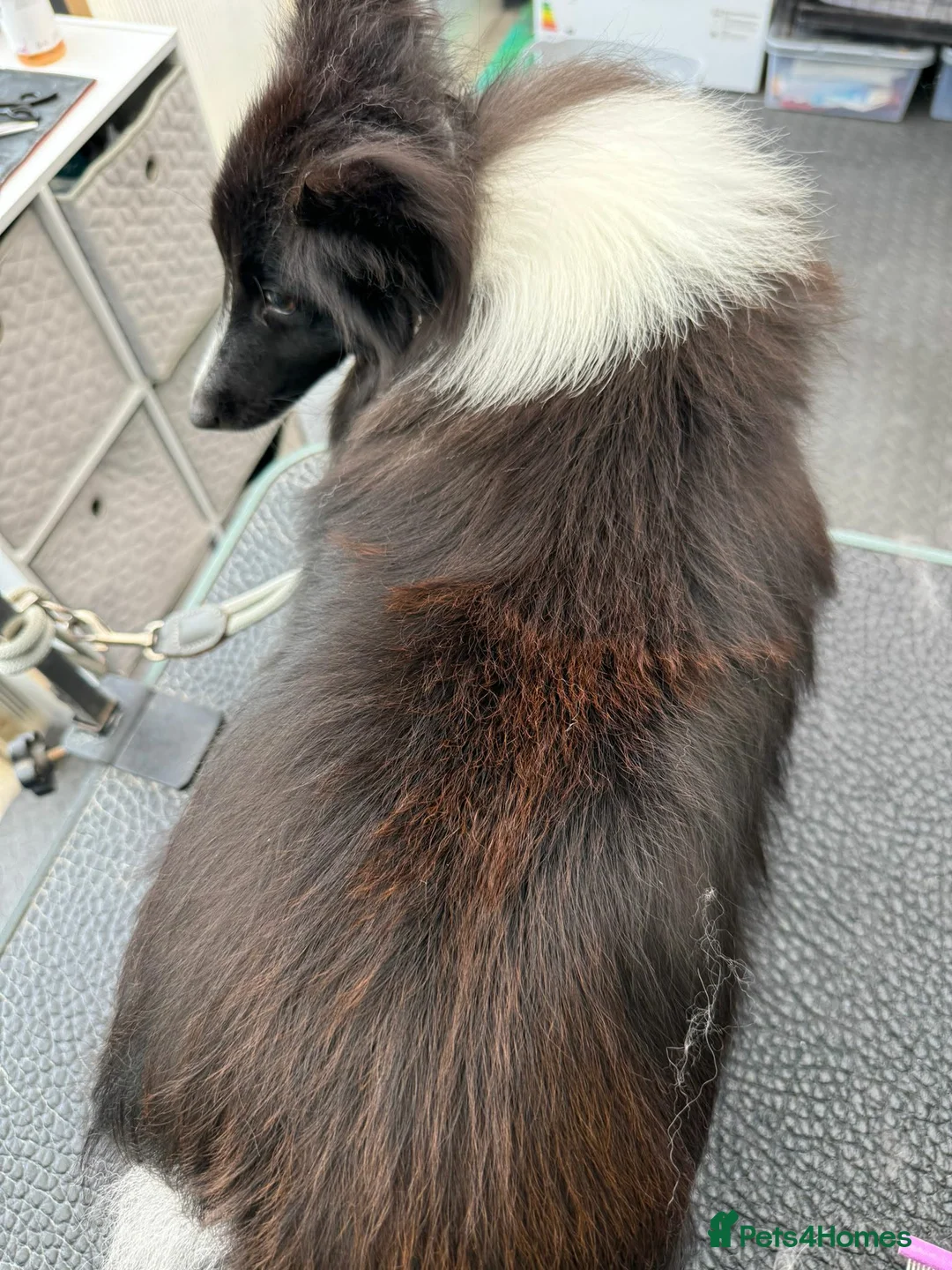 Shetland Sheepdog dogs for sale: Bi black shetland sheepdog  in Spalding - Advert 10