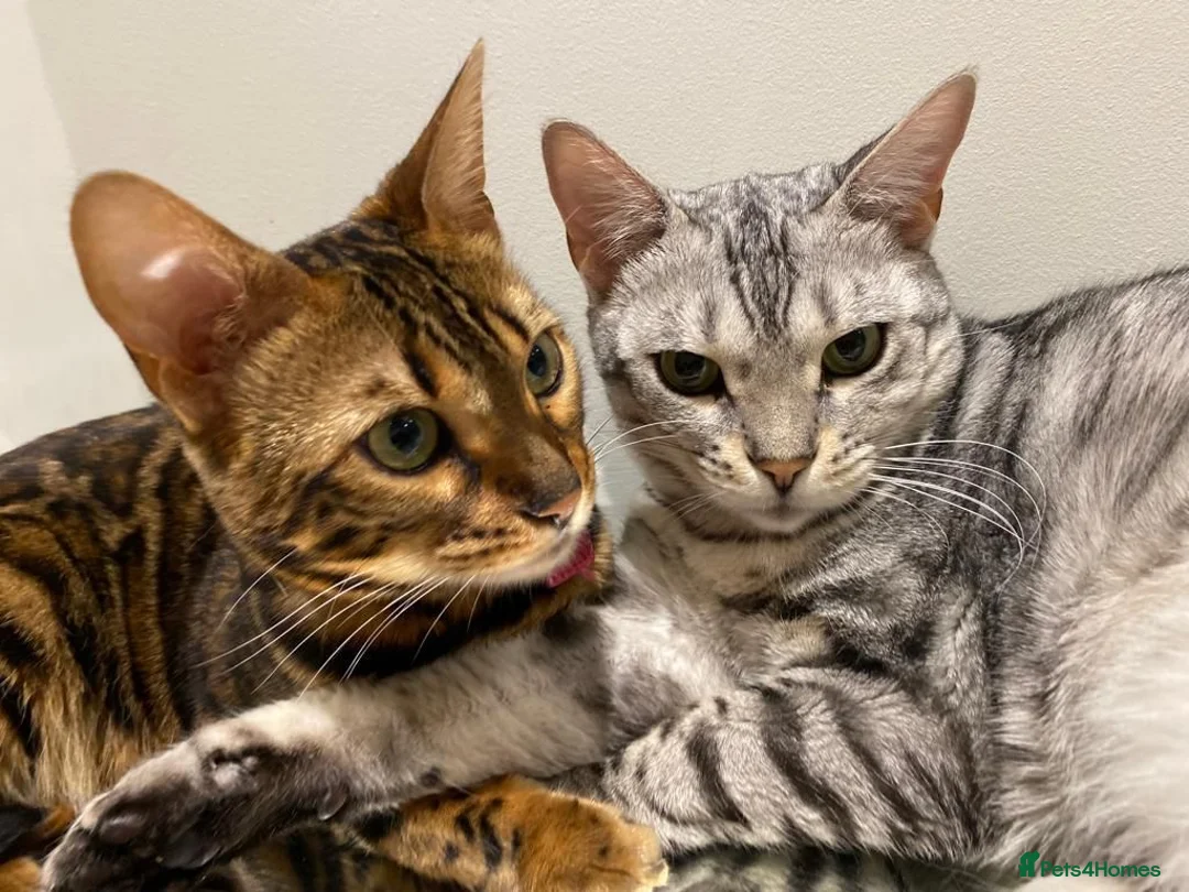 Bengal cats for sale: Female Pair of Bengal Cats - Advert 1