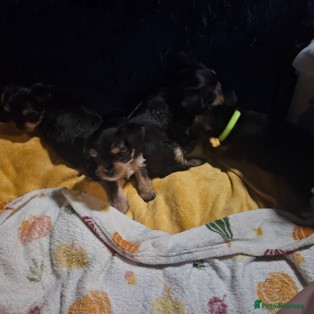 Mixed Breed dogs for sale:  **  yorkshire x full sized yorkshire terrier - Advert 10