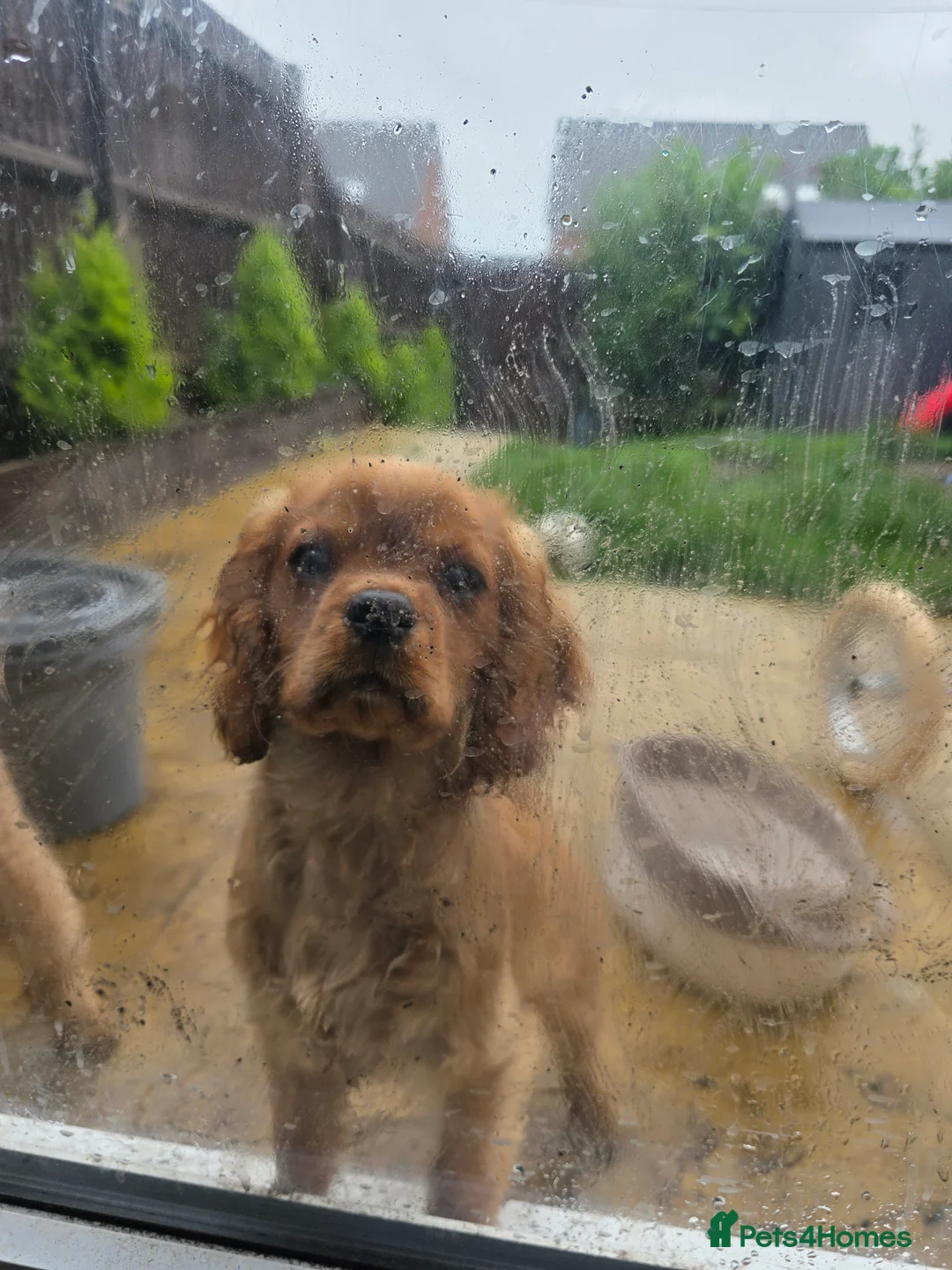 Cavalier King Charles Spaniel dogs for sale: Cavalier king charles spaniel teddy  - Advert 5