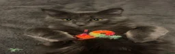 Maine Coon cats for sale: Adorable Maine Coon Kittens in Leicester - Advert 1
